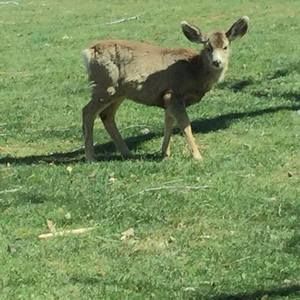 Meet your Posher, Bernardine